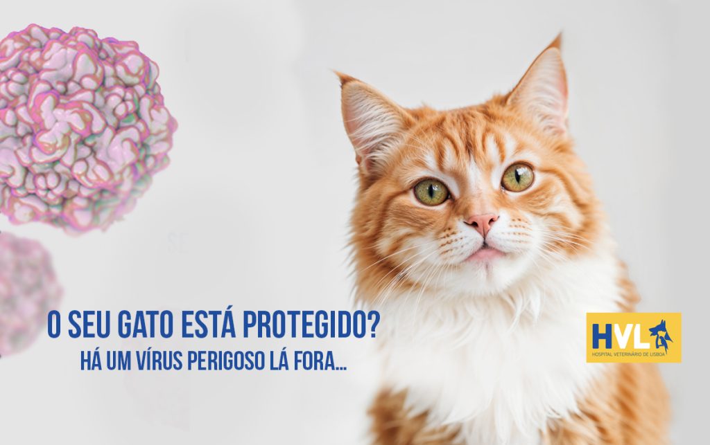 Gato saudável após vacinação contra panleucopénia felina