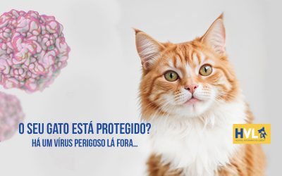 Gato saudável após vacinação contra panleucopénia felina