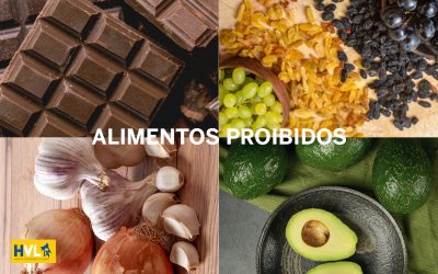Alimentos proibidos para cães e gatos como chocolate, uvas e cebola