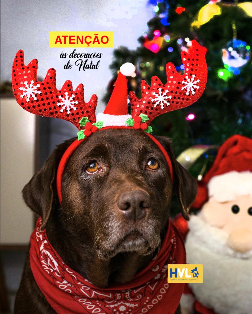 Decorações de Natal e animais: riscos e prevenção | HVL – Hospital Veterinário de Lisboa