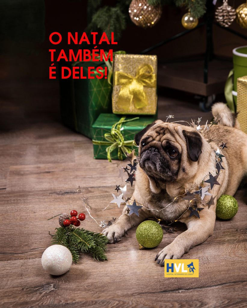Natal e bem-estar animal: como proteger cães e gatos | HVL – Hospital Veterinário de Lisboa