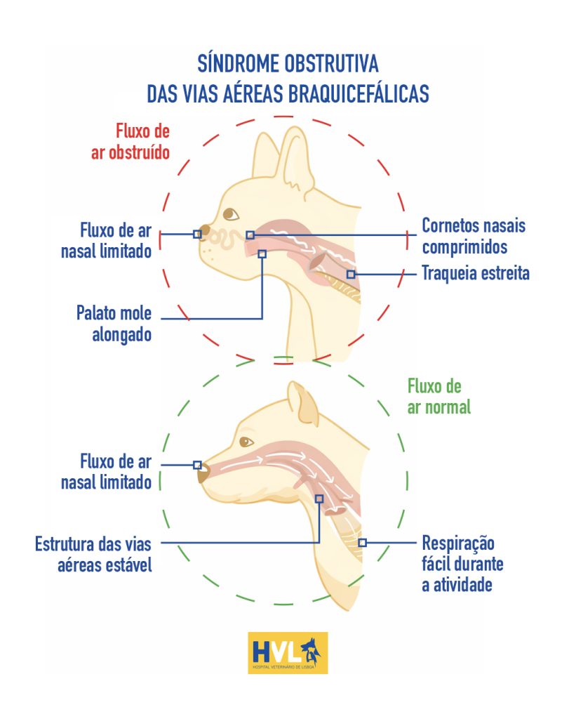 Síndrome Braquicefálica em Cães: sintomas, riscos e tratamento | HVL