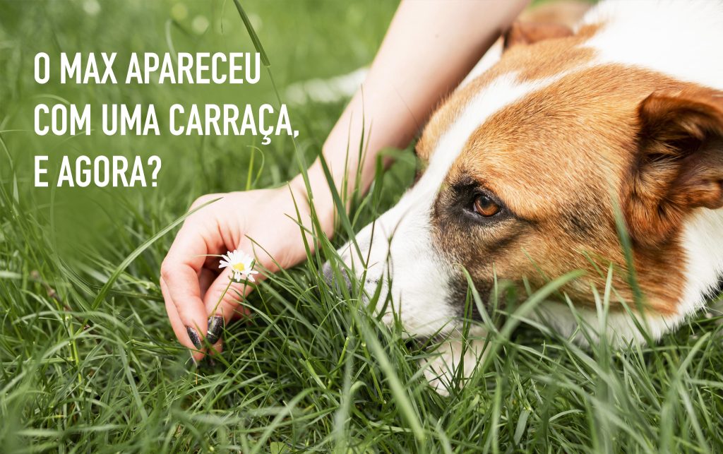 Carraças em cães: riscos, doenças e como proteger o seu animal na primavera
