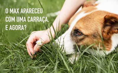 Carraças em cães: riscos, doenças e como proteger o seu animal na primavera