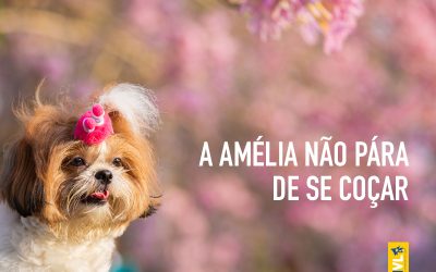 Cão com alergia sazonal a lamber as patas devido a dermatite atópica