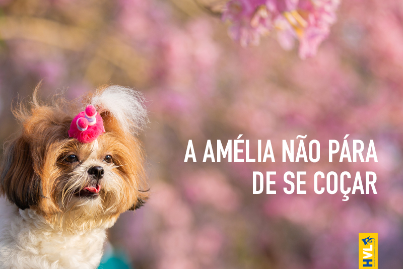 Cão com alergia sazonal a lamber as patas devido a dermatite atópica